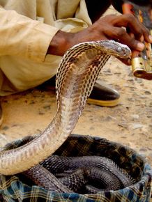 Snake-Charmer